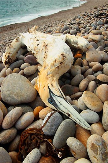 Northern Gannet