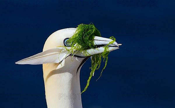 Adult northern gannet