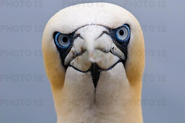 Northern Gannet adult