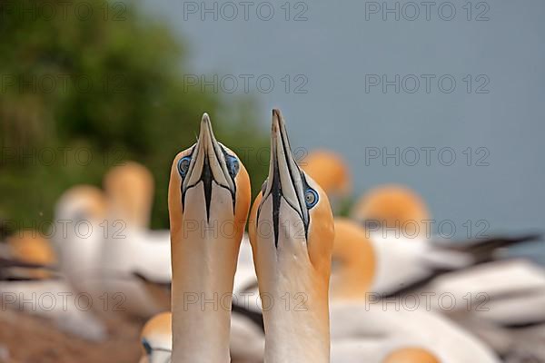 Australasian Gannet