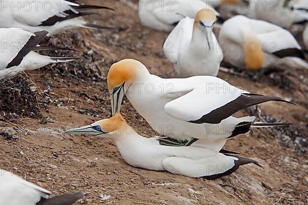 Australasian Gannet