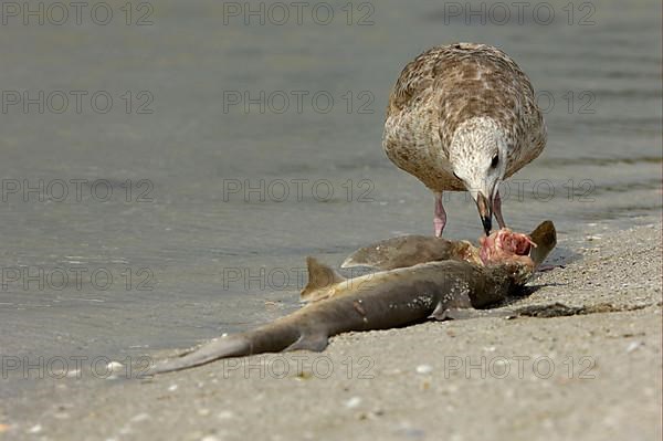 European herring gull