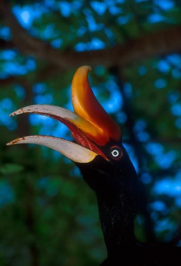 Rhinoceros Hornbill