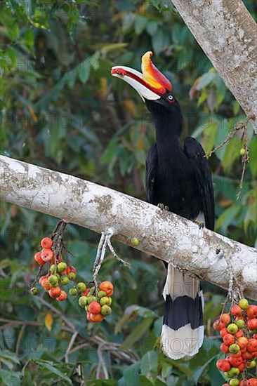 Rhinoceros Hornbill