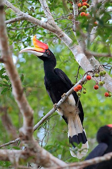 Rhinoceros Hornbill