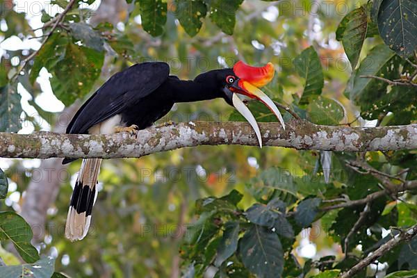 Rhinoceros Hornbill