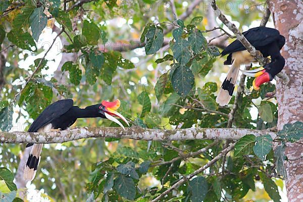 Rhinoceros Hornbill