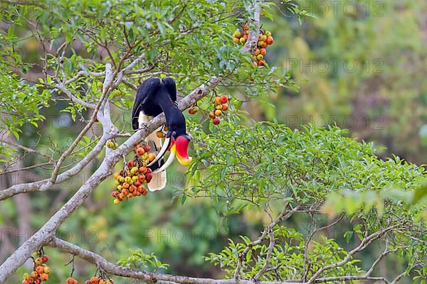 Hornbill