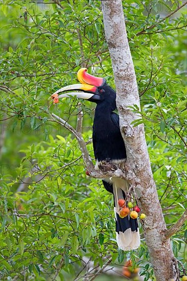 Hornbill