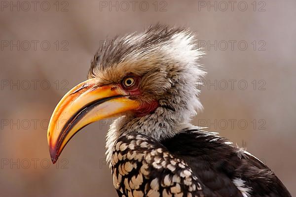 Southern yellow-billed hornbill