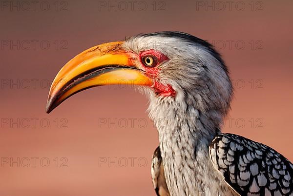 Southern Yellow-billed Hornbill