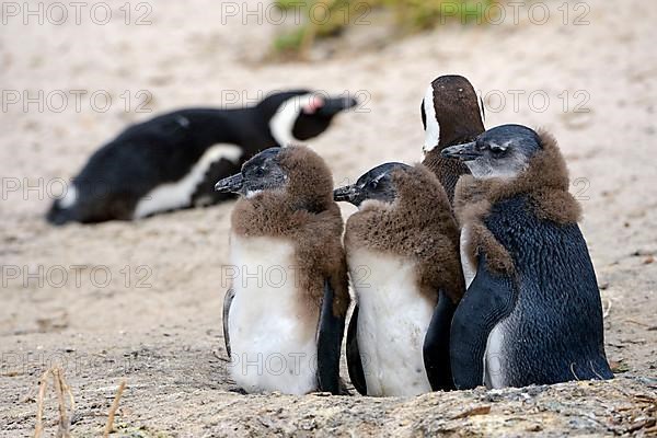 African penguin