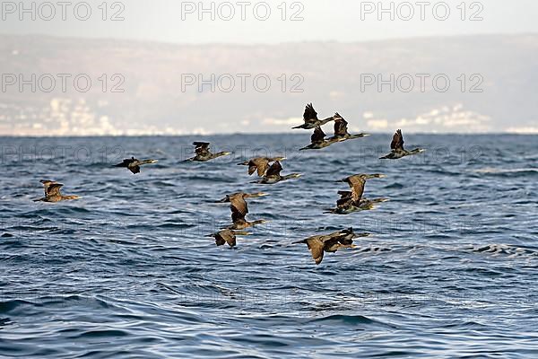 Cape cormorant