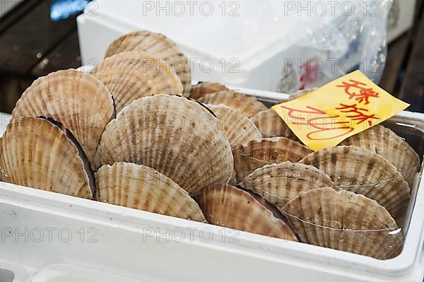 Japanese scallop