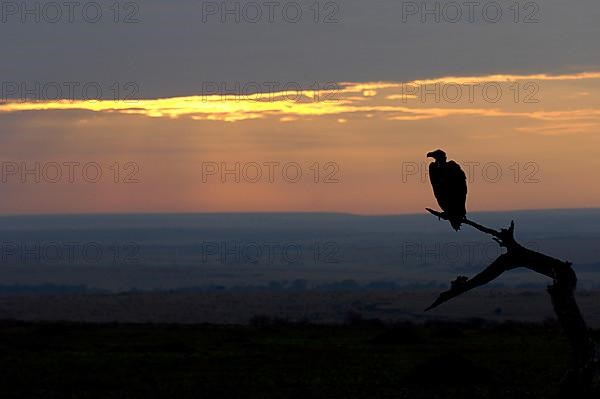 Lappet-faced nubian vulture