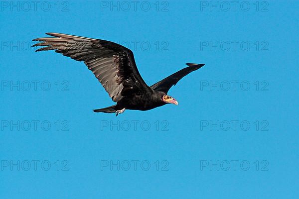 Lesser Yellow-headed Vulture