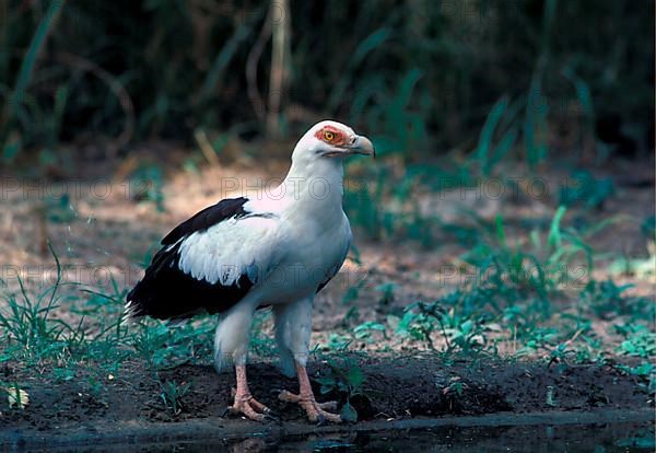 Palm-nut vulture