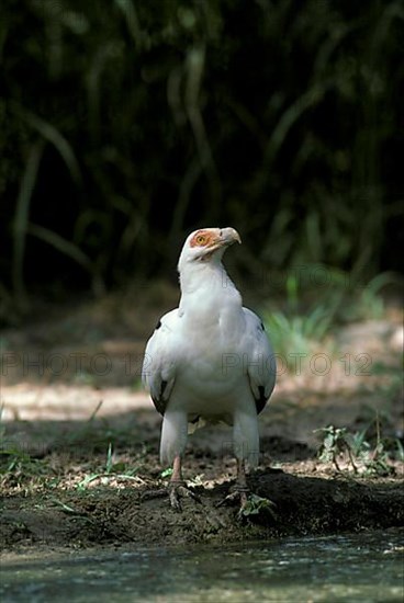 Palm-nut Vulture