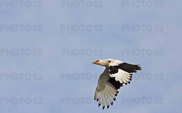 Palm-nut Vulture