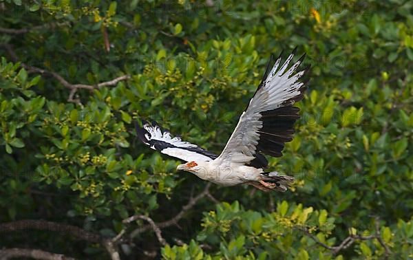 Palm-nut Vulture