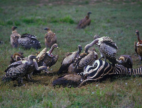 Ruppell's griffon vulture