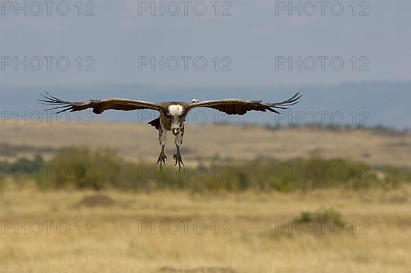 Rueppell's rueppell's vulture