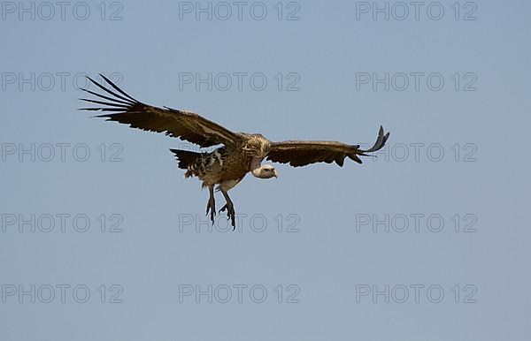 Rueppell's rueppell's vulture