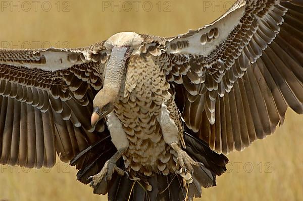 Rueppell's rueppell's vulture