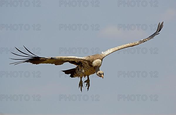 Rueppell's rueppell's vulture