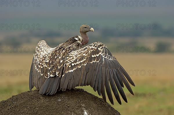 Rueppell's rueppell's vulture