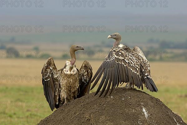 Rueppell's rueppell's vulture