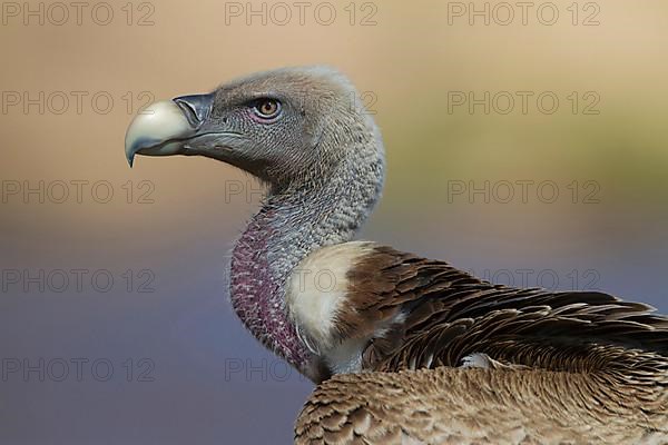 Rueppell's rueppell's vulture