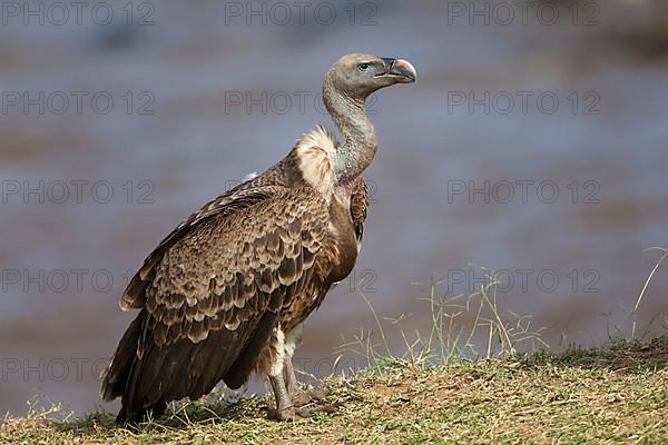 Rueppell's rueppell's vulture