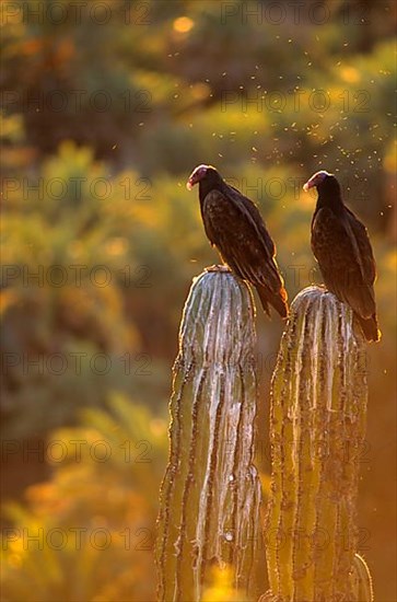 Turkey vulture