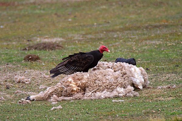 Turkey vulture