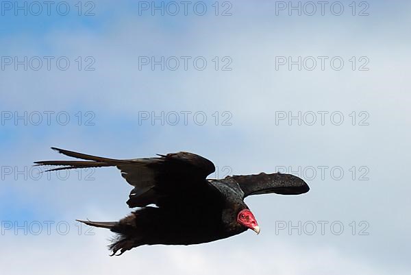 Turkey vulture