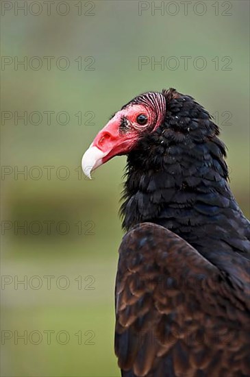 Turkey vulture