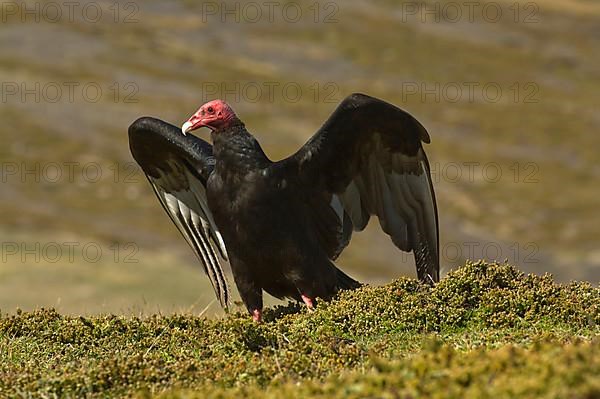 Turkey Vulture