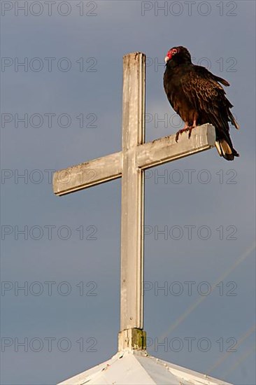 Turkey vulture