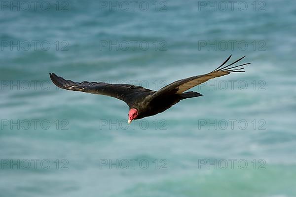 Turkey vulture