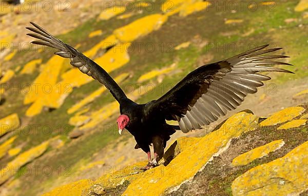 Turkey vulture