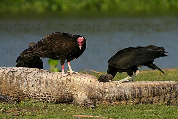 Adult turkey vulture