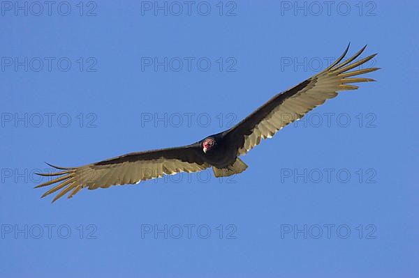 Turkey vulture