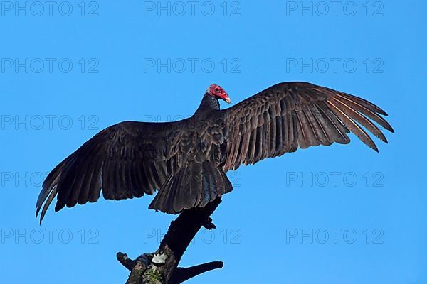 Turkey vulture