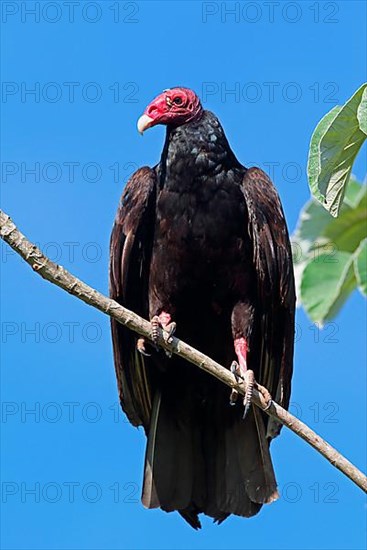 Turkey vulture