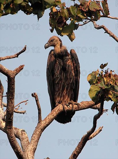 White-rumped vulture