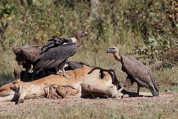 White-rumped Vulture