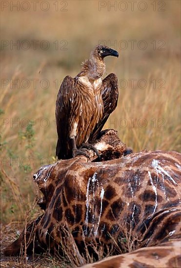 White-backed vulture