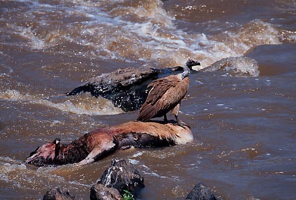 White-backed vulture