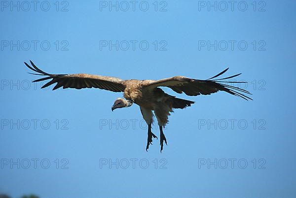 White-backed vulture